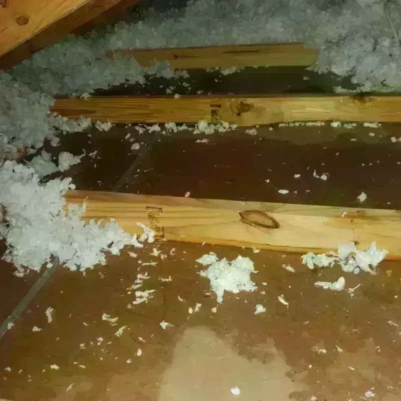 Attic Water Damage in Forks, WA