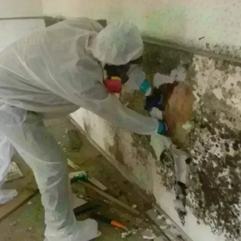 Mold Remediation and Removal in Forks, WA